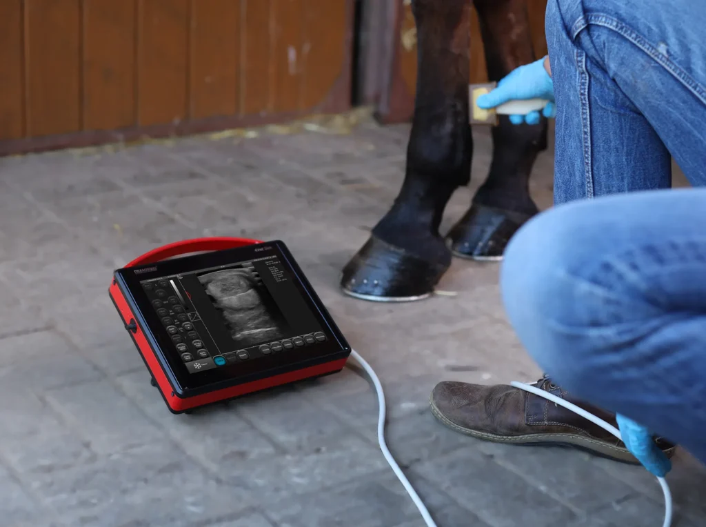 Vue des tendons avec 4VetSlim Dramiński