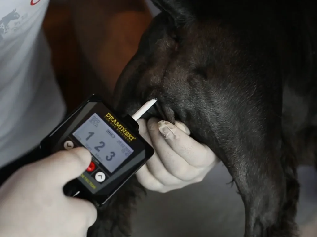 Comment détecter les chaleurs chez la chienne – utilisation du détecteur