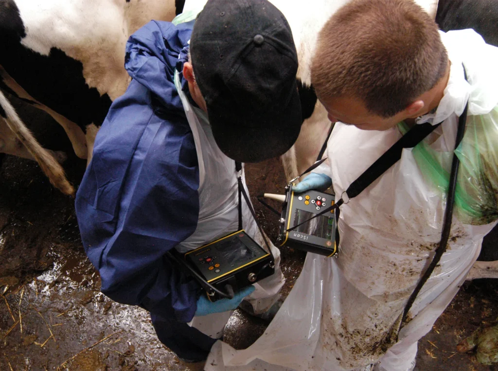 iScan Dramiński – échographe vétérinaire en utilisation