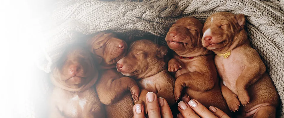 Image principale du testeur de gestation pour chiens Dramiński