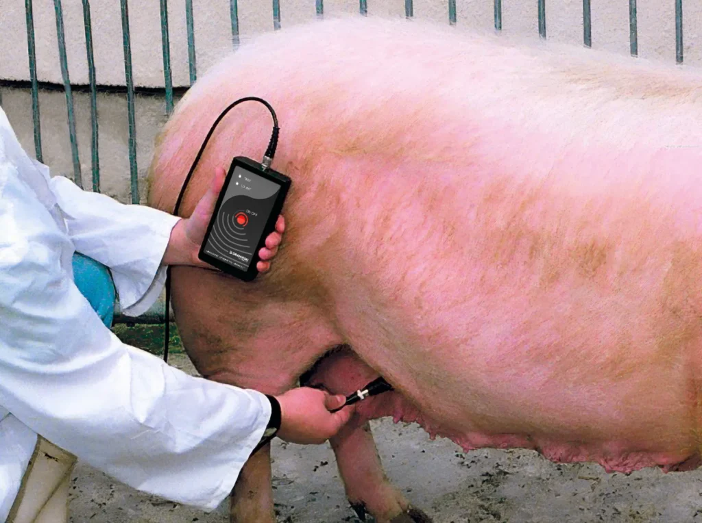 Détecteur de gestation fiable pour porcs Dramiński