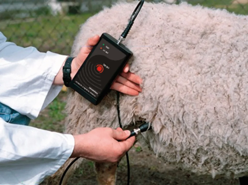 Détecteur de gestation fiable pour moutons Dramiński