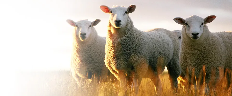 Image principale du testeur de gestation pour moutons et chèvres Dramiński