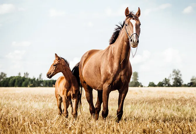 Formation – reproduction de grands animaux avec OPU Dramiński